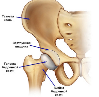 плакат с описанием тазобедренного сустава