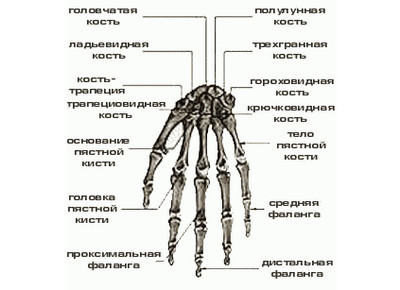 состав и название костей пальцев