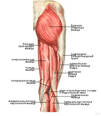 мышцы на ноге