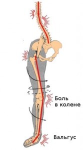 Биомеханика ноги