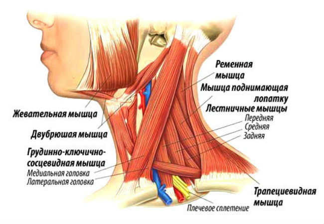 Миозит мышц шеи - Виды и степени