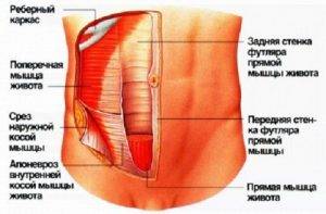 анатомия грыжи спигелиевой линии