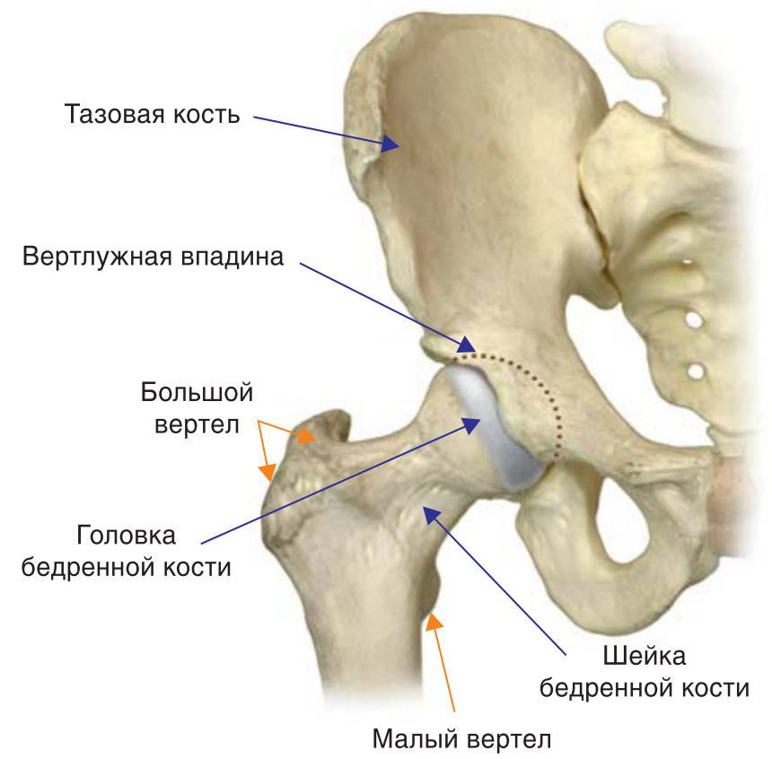 Тазобедренный сустав картинка