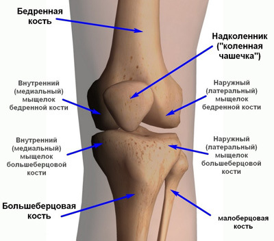 Изображение - Косточка в коленном суставе anatomiya-kolennogo-sustava-cheloveka