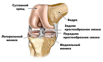 Изображение - Косточка в коленном суставе anatomiya-kolennogo-sustava