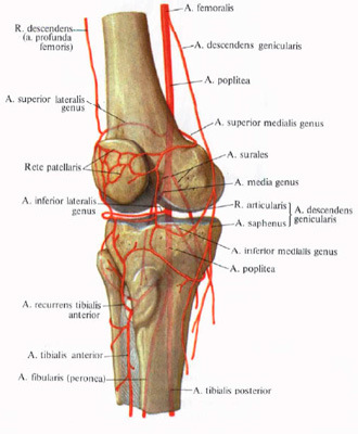 Изображение - Косточка в коленном суставе krovosnabzhenie-kolena